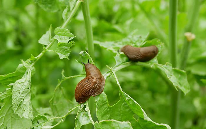 slugs eating a leaf