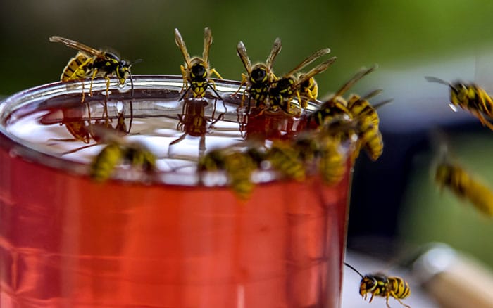 Wasps drinking a sugary drink