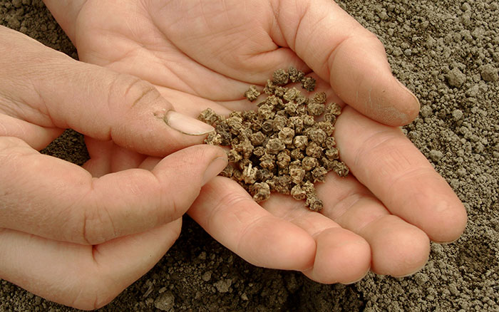 Beetroot Seeds