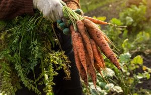 fresh harvested carrots