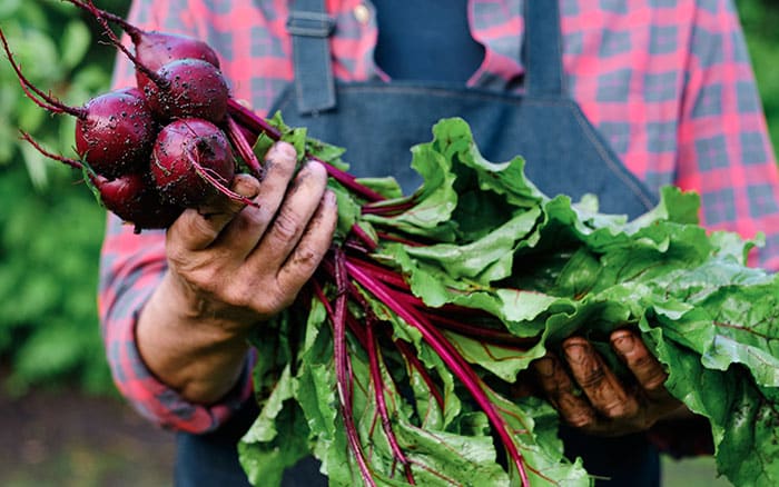 Harvested beetroot