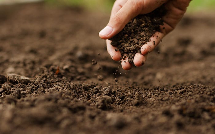 soil-for-beetroot