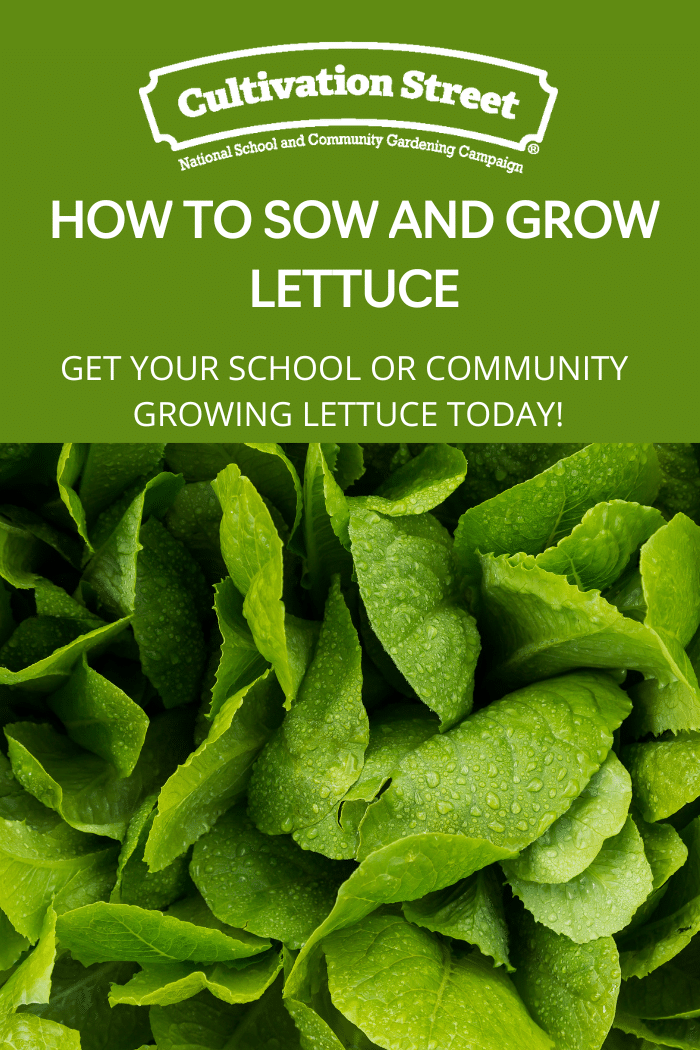 How to sow and grow lettuce UK