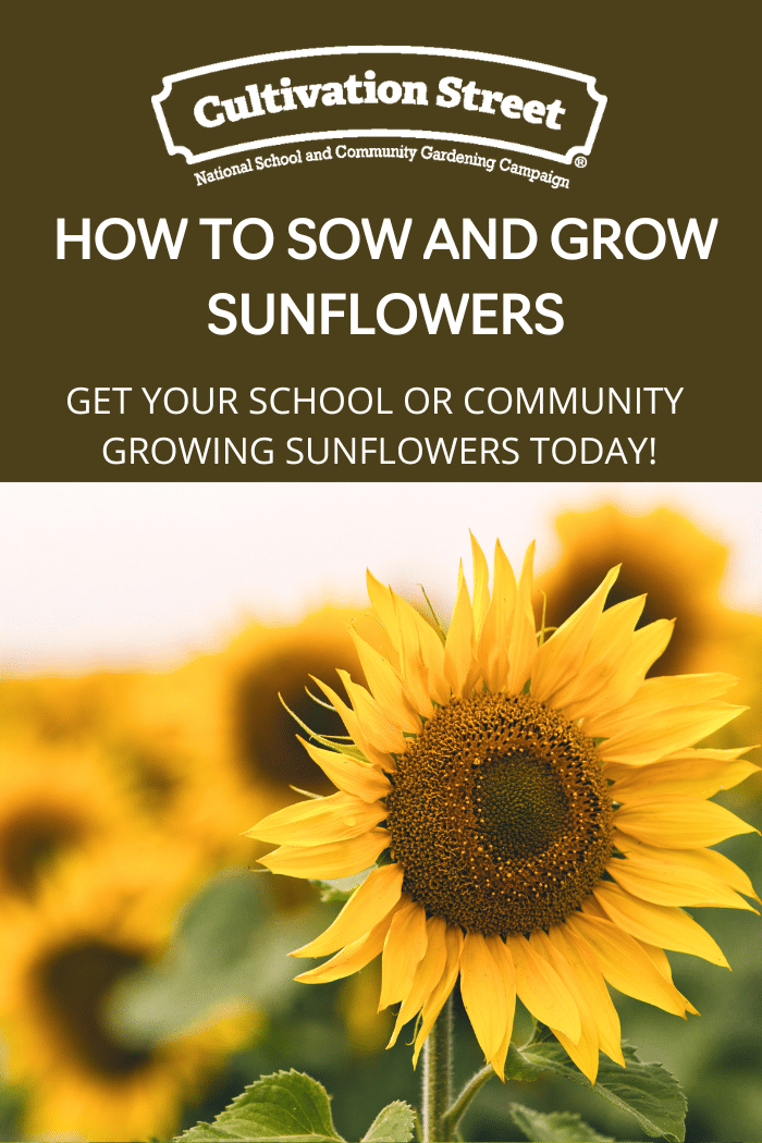 How to sow and grow sunflowers UK