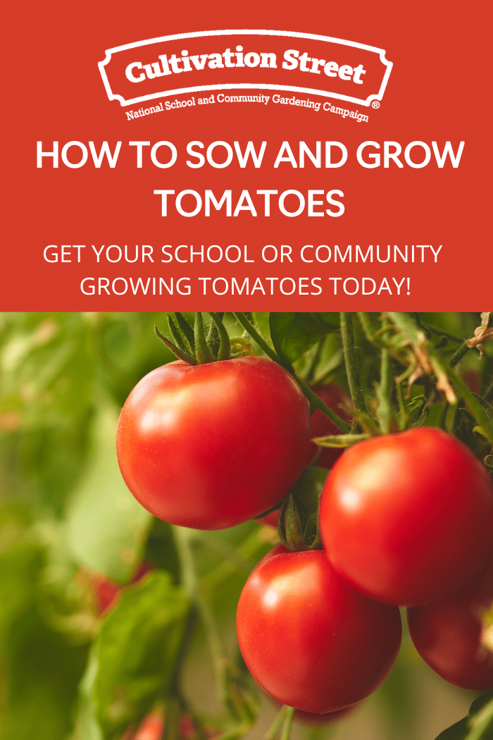 How to sow and grow tomatoes UK, Feature Image