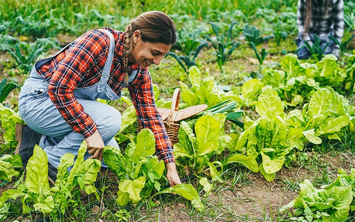 Harvesting Lettuce