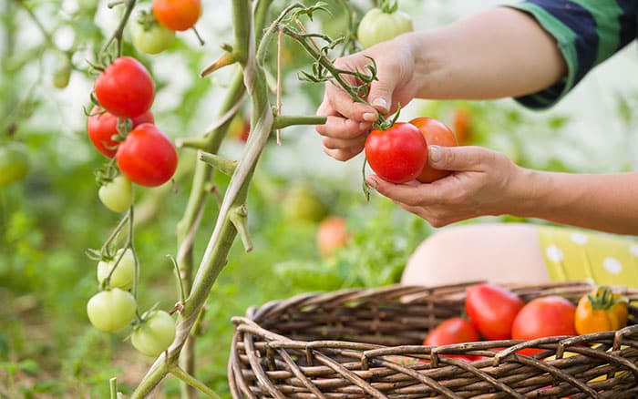 Harvesting freshly grown tomatoes