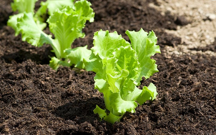 lettuce seedlings