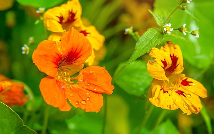 nasturtiums orange and yellow