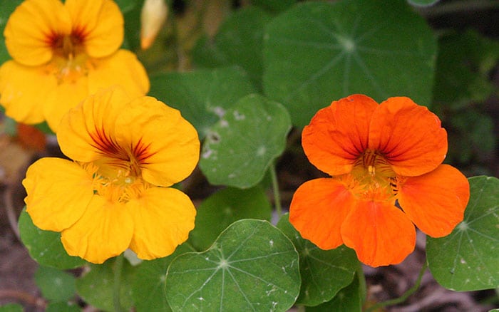 yellow and orange nasturtium