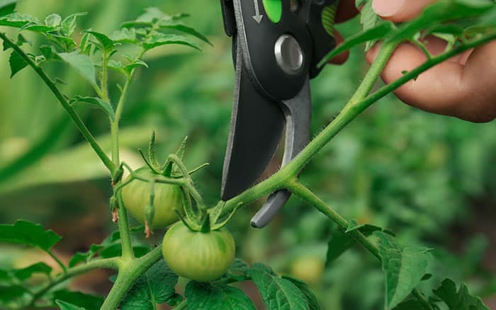 Pruning tomatoes