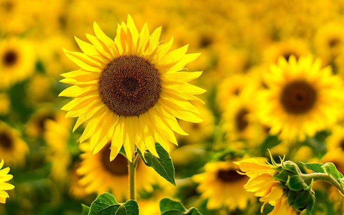 A field of sunflowers