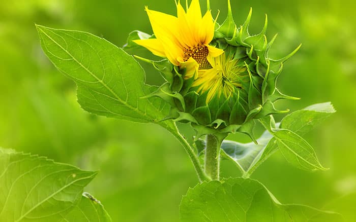young sunflower, starting to bloom