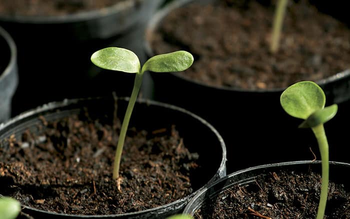 sunflowers sprouting in a pot