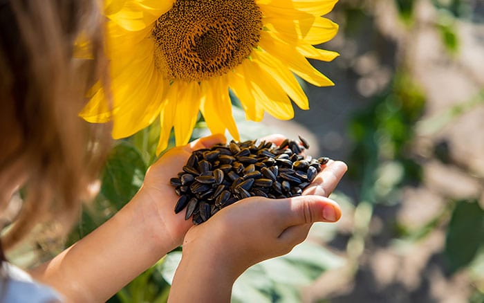 child holding sunflower seeds in front of a sunflower