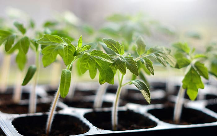 Tomato seedlings ready for planting