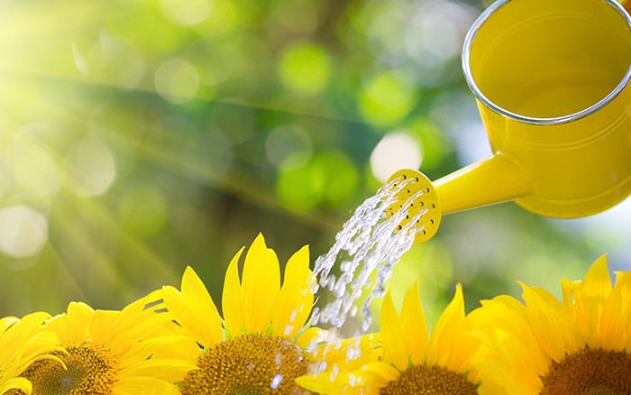 watering sunflowers