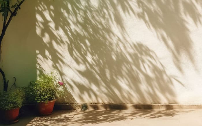 potted plants in shade