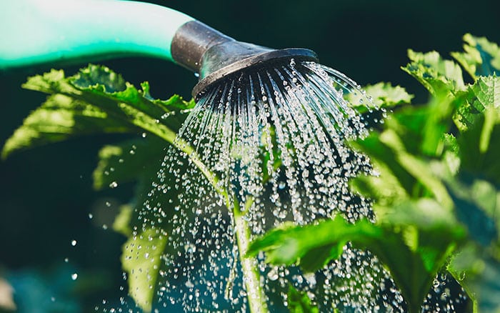 watering can watering plant