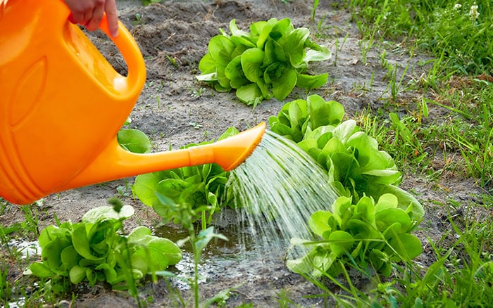 watering lettuce