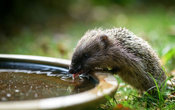 Hedgehog sipping politely from a dish of water