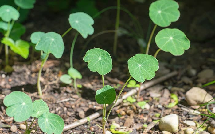 Young nasturtium plants