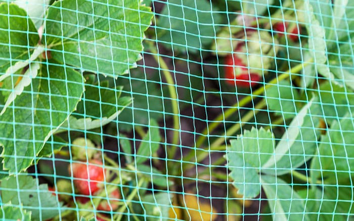 Strawberry netting