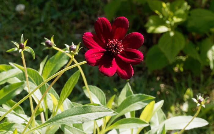 chocolate cosmos, cosmos atrosanguineus