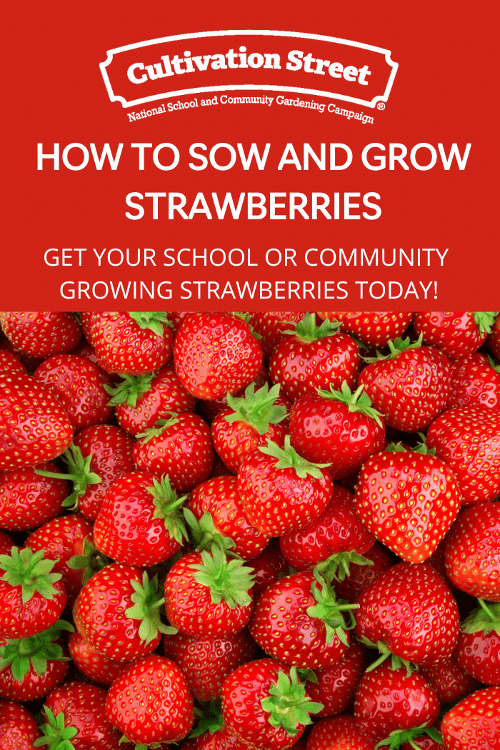 How to sow and grow strawberries UK