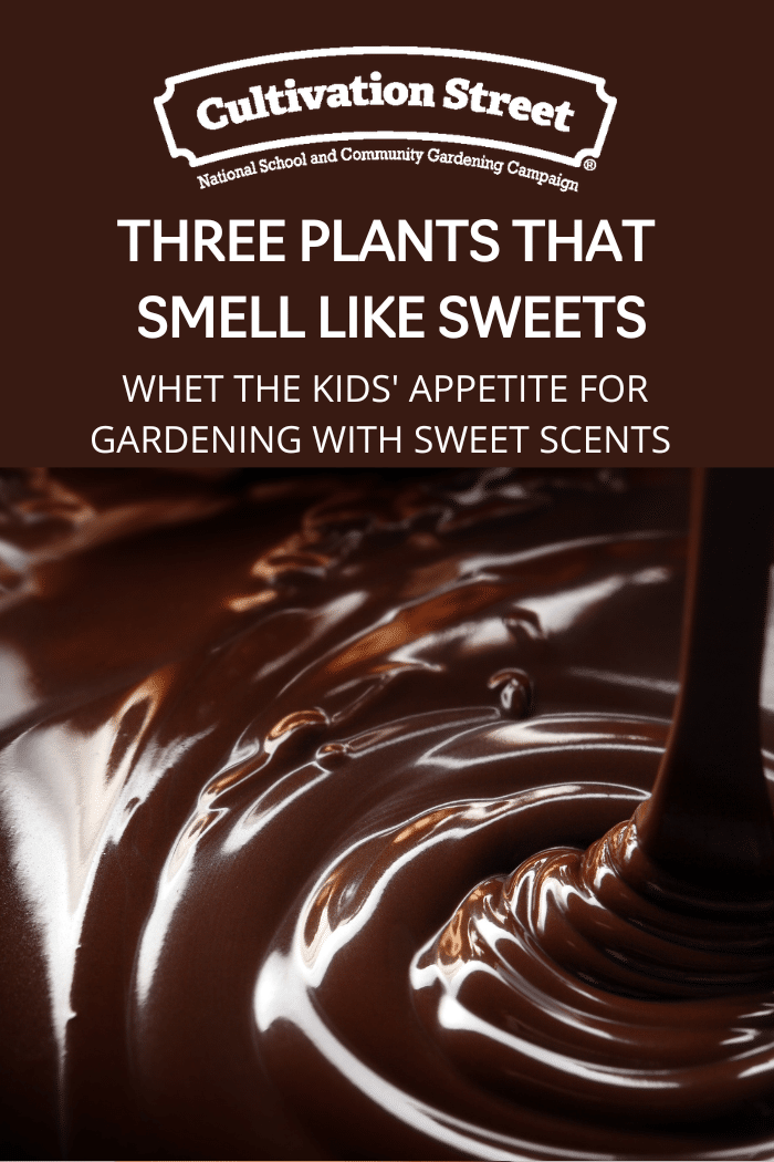 Three plants that smell like sweets, feature image