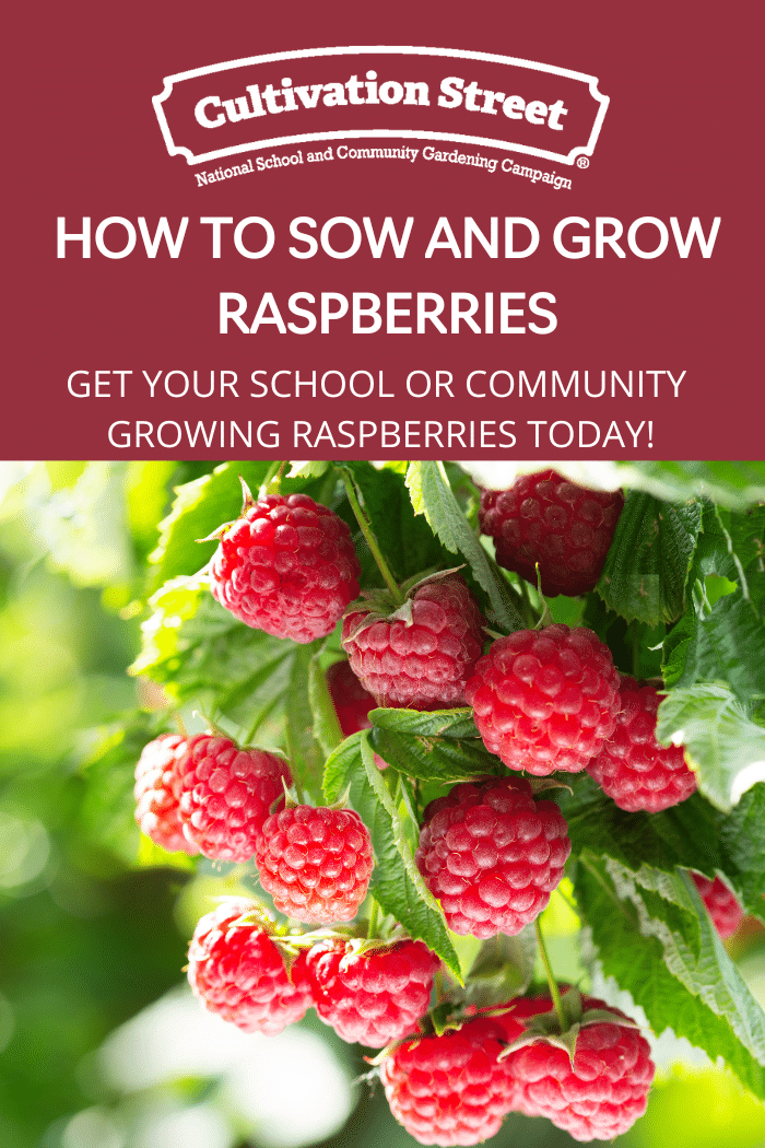 How to sow and grow raspberries uk, feature image