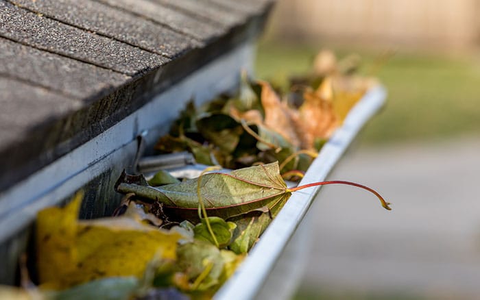 growing greens in guttering