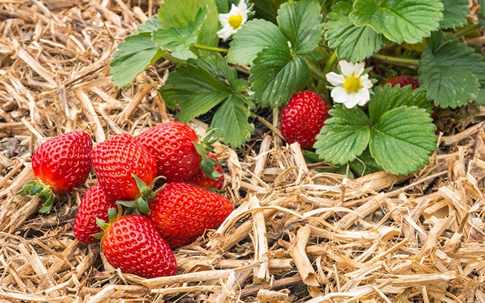 Strawberries ready to harvest