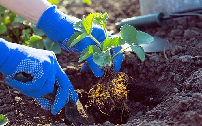 Planting a strawberry plant