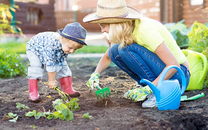 Preparing the ground to plant strawberries