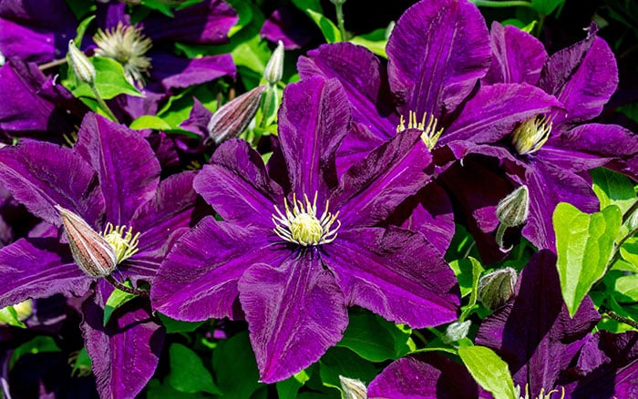 Purple clematis with green leaves
