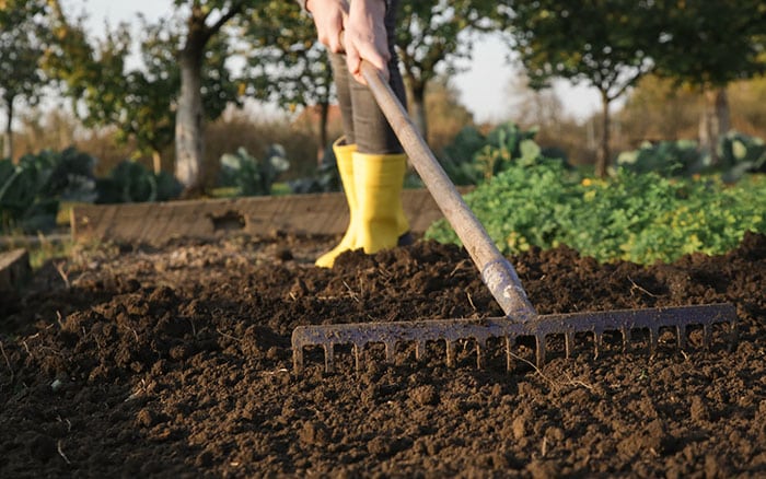 preparing the soil to plant radishes