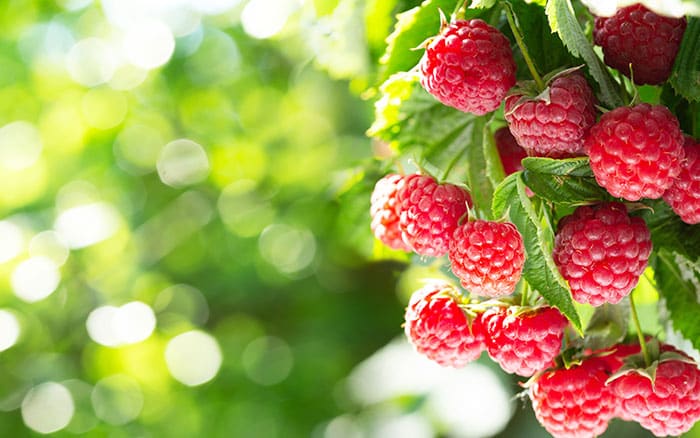 ripe raspberries ready to harvest