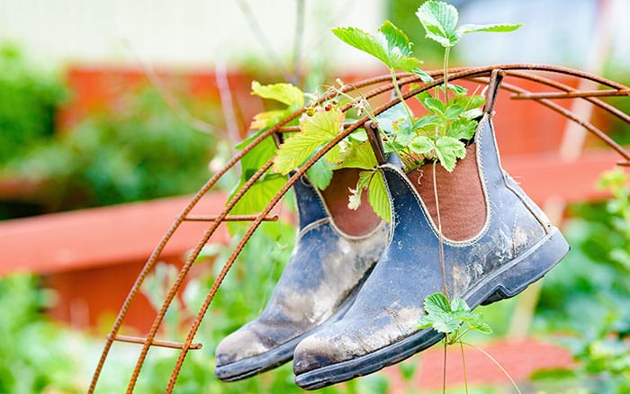 strawberry plants growing in wellingtons