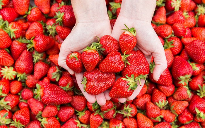 a hand holding strawberries