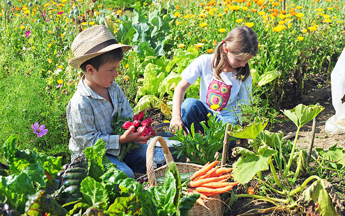 children harvesting vegetables and a boy holding radishes