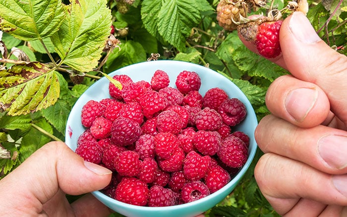 harvesting raspberries