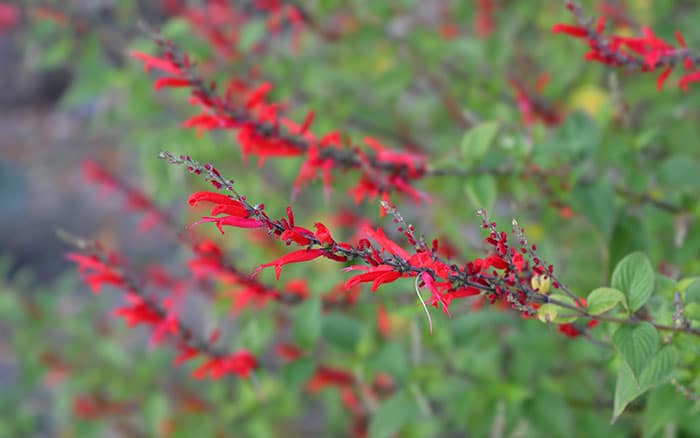 Pineapple sage, salvia elegans