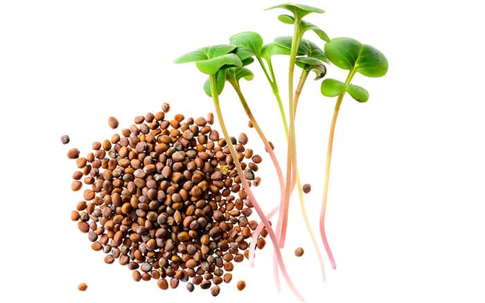 radish seed and sprouting