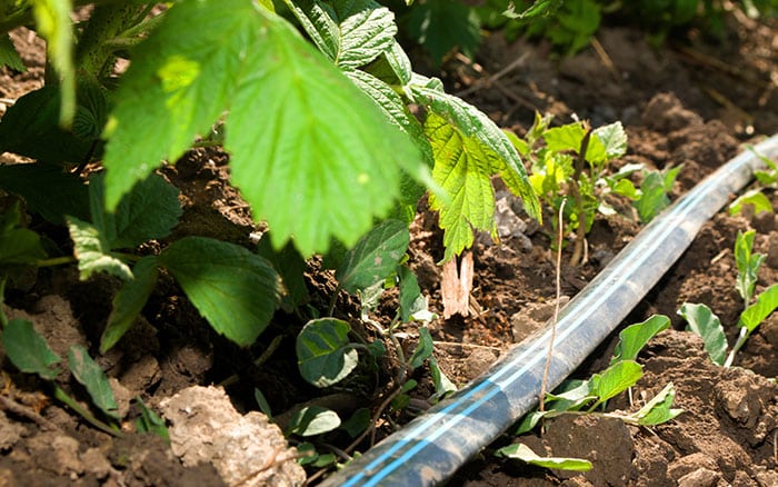 raspberry plant