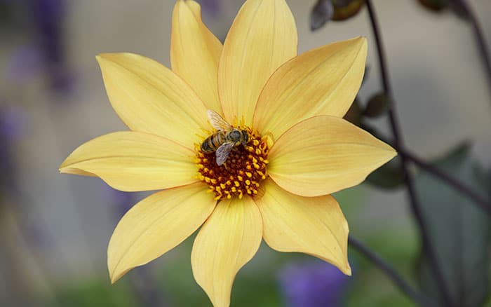 Bee on a yellow single headed dahlia