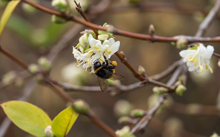 Bee on a winter honeysuckle