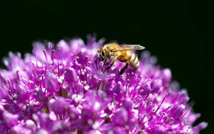 Bee on a purple allium