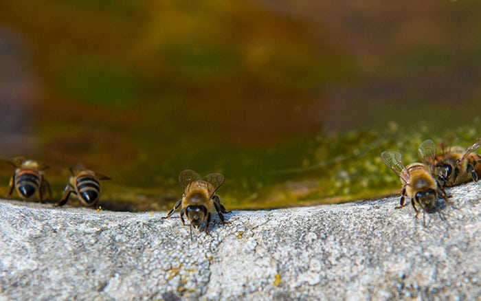 Bees drinking from a bird bath