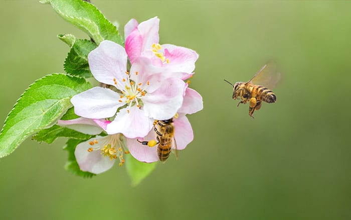 Bees supporting the ecosystem